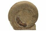 Jurassic Ammonite (Stephanoceras) Fossil - England #216644-2
